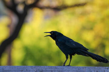 Black grackle bird vocalizing while perched on a concrete ledge, highlighting urban bird communication and adaptability in city environments with blurred trees in background