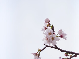 枝の先に咲いた桜の花