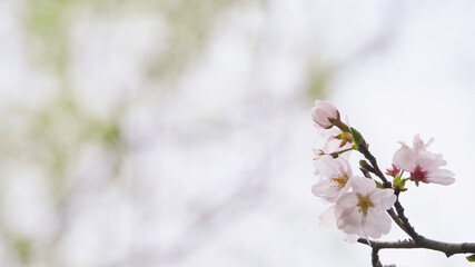 枝の先に咲いた桜の花