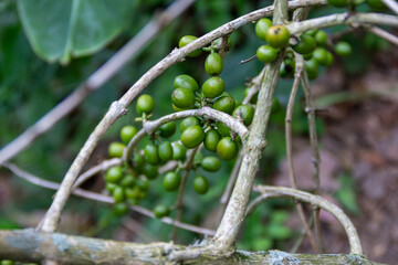 Granos de café verde en un árbol, campos de jarabacoa, república dominicana