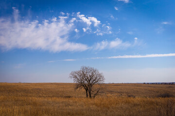 tree in the field