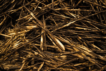 Dry reed background. Grunge nature background. Dark. Reed stalks. Dead reed