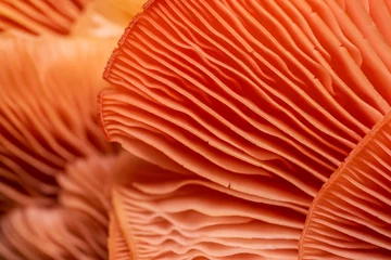 Fotobehang close up of oyster mushrooms © Iktwo