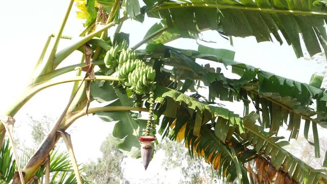 Close up shot of green bananas hanging on banana tree