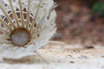 Used badminton shuttlecock macro on a blurry background with white space spot for design