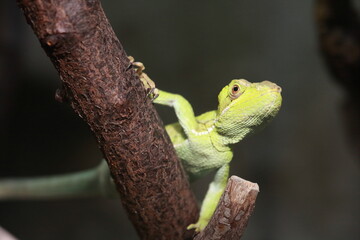 Streifenbasilisk