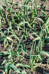 Young garlic (Allium sativum) plant growing in the garden close up. Detail.