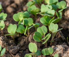 Young radish (Raphanus sativus) sprouts growing in greenhouse. Radish seedlings in the garden. Green leaves of radish plant. Close up. Detail. Selective focus.