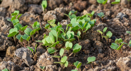Young radish (Raphanus sativus) sprouts growing in greenhouse. Radish seedlings in the garden. Green leaves of radish plant. Close up. Detail. Selective focus.