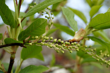 Inflorescence of unopened flowers of the bird cherry. The concept of a new life.