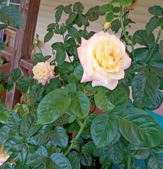roses in the garden