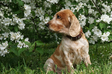 .The dog sits against the backdrop of a magnificently blooming apple tree and looks away.