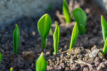 Wild garlic (Allium ursinum) seedlings growing in the garden in the springtime. Bear's garlic. Close up. Detail. Selective focus.