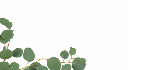 Obraz premium eucalyptus branches isolated on white background. Flat lay, top view. copy space.