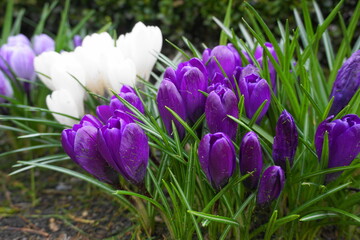 Vivid and attractive crocus flowers in the garden close up. 