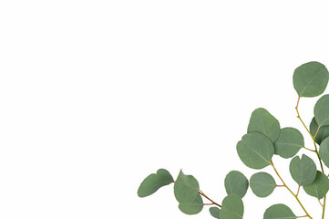 eucalyptus branches isolated on white background. Flat lay, top view. copy space.