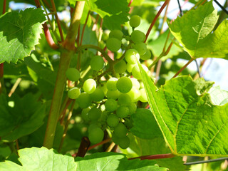 Fototapeta premium Green grapes grow on the branches. Summer. Sunny day