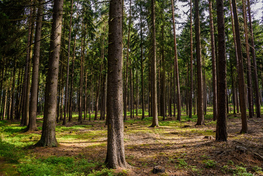 Wald im Naturpark Heidenreichstein