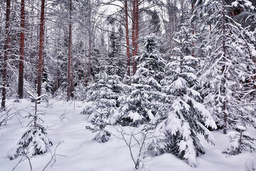 Fototapeta premium winter morning in a pine forest landscape, panoramic view of a bright snowy forest