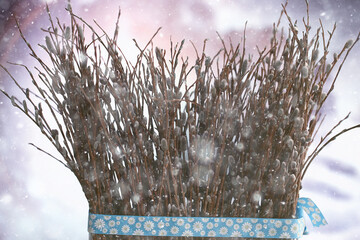 pussy-willow willow / branches bloom, spring concept, Easter holiday, background