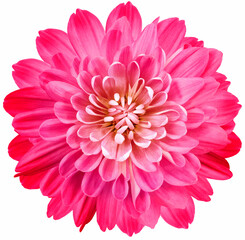 Pink  flower  chrysanthemum on white  isolated background with clipping path. Close-up. Flowers on the stem. Nature.
