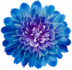 blue flower chrysanthemum on ta white isolated background with clipping path. Close-up. Flowers on the stem. Nature.