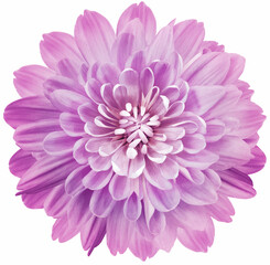 flower light purple  chrysanthemum . Flower isolated on a white background. No shadows with clipping path. Close-up. Nature.