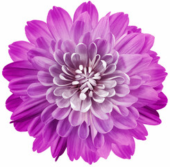 Purple  flower chrysanthemum on the black  isolated background with clipping path. Close-up.  Nature. 