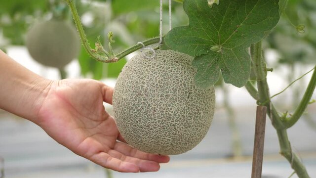 Farmers' hands inspect melon on farm, farmers check melon, organic agriculture.