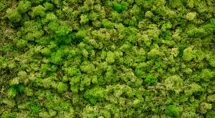 Fototapeta na wymiar Natural moss in nature. Green moss background texture