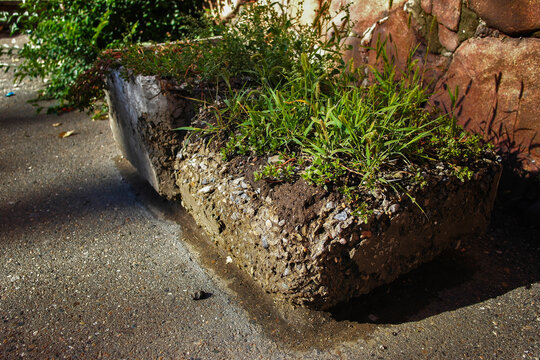 Old Concrete Flowerbed With Green Plants In The Street.