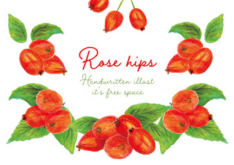Rose hips ローズヒップ　イラストセット