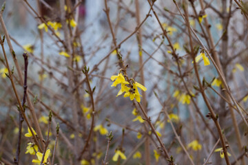 Tender spring blossoming Forsythia or Laburnum flowers on bare branches