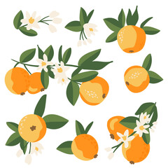 Obraz premium Collection of citrus branches, leaves and flower on a white background. Fruit wreath, orange, tangerine vector set. Summer vector cartoon illustration, exotic tropical fruit for label, juice packaging