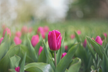 Spring flowers tulips. Pink tulip bud on a blurred background with a copy of the space. Beautiful postcard, banner.