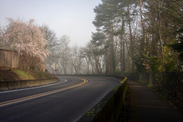 Winding country road on a foggy spring morning.