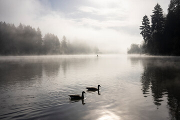 Silhouettes of two wild Canada geese in the river on a foggy spring morning with a lone man kayaking in the distance. Tranquil scene in a nature park.