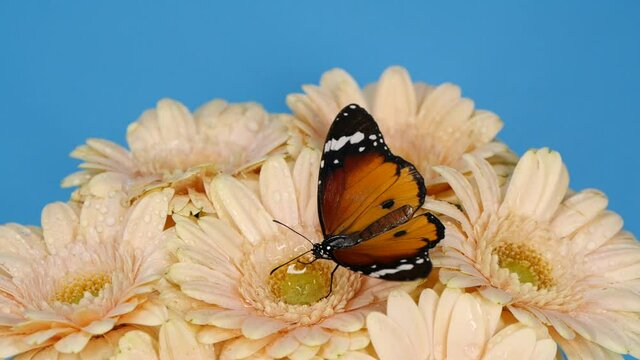 Beautiful monarch butterfly opening wings on a daisy flowers on blue background