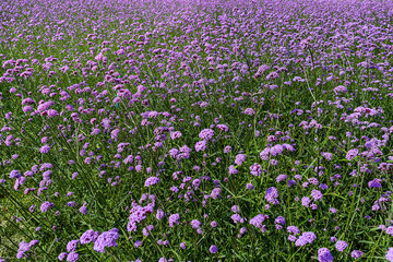 Obraz premium Blooming Verbena field is a purple flower, The meaning of this flower is the happiness of everyone in the family. Besides, Verbena is also another meaning. Please pray for me.