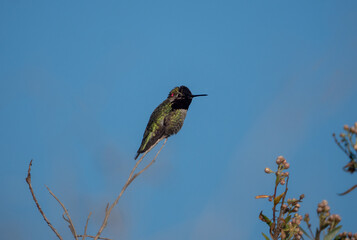 Hummingbird