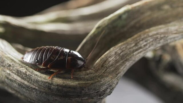 Cockroach feeding on a fungus growing on a rainforest tree trunk in the Ecuadorian Amazon.