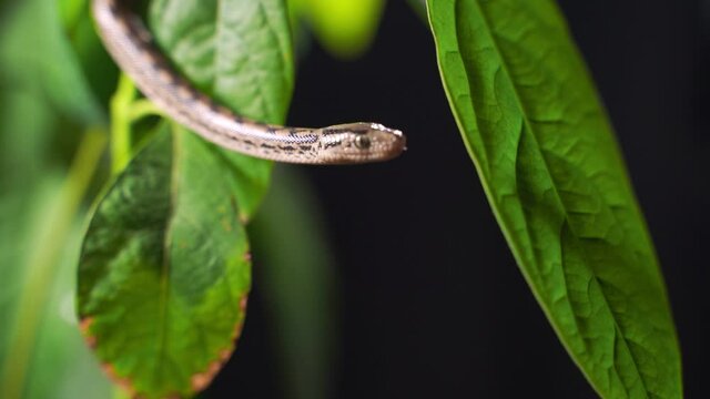 The Python quickly crawls along the branches of trees in search of prey. Animal wildlife background concept and free space for text.