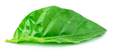 Obraz premium noni isolated on white background