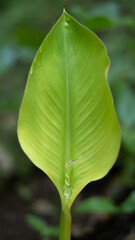 close up of green leaf
