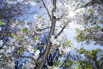 青空に向かって咲く桜の花