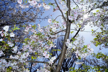 青空に向かって咲く桜の花