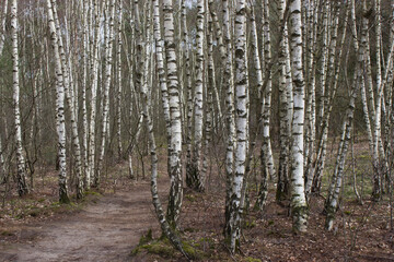 Obraz premium birch trees - National Park Maasduinen in the Netherlands