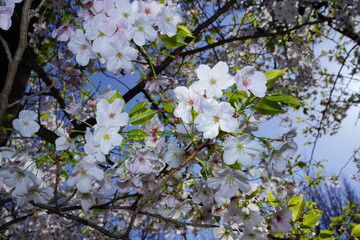 青空に向かって咲く桜の花