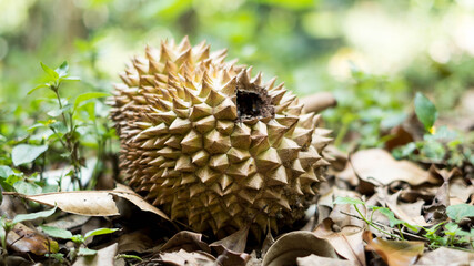 hedgehog on the tree