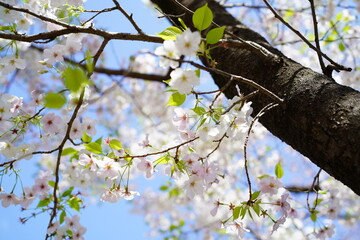 青空に向かって咲く桜の花